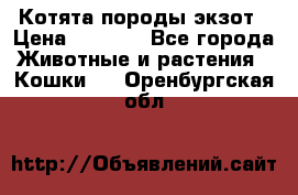 Котята породы экзот › Цена ­ 7 000 - Все города Животные и растения » Кошки   . Оренбургская обл.